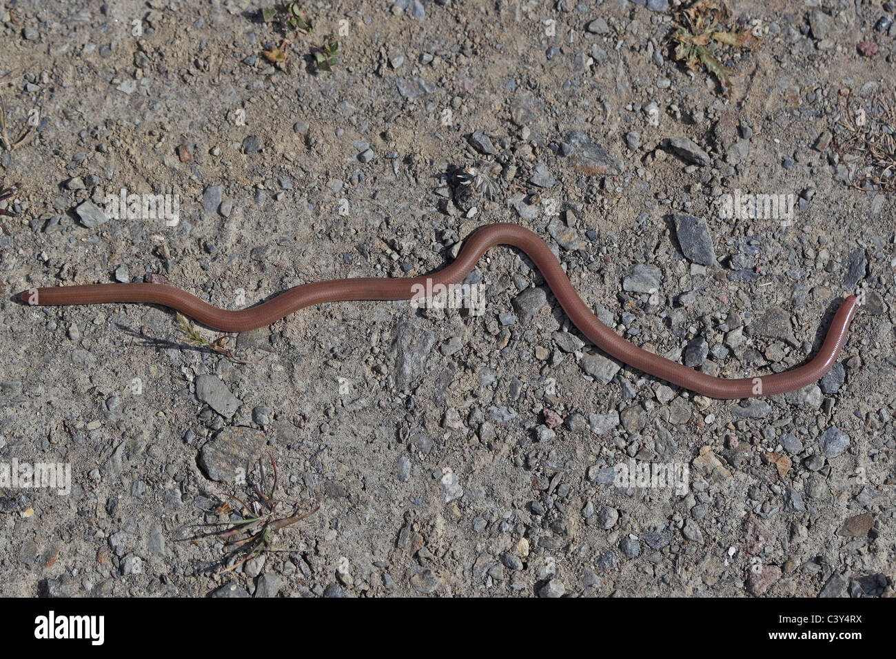 Wurm Schlange (Blödmann Vermicularis) Stockfoto