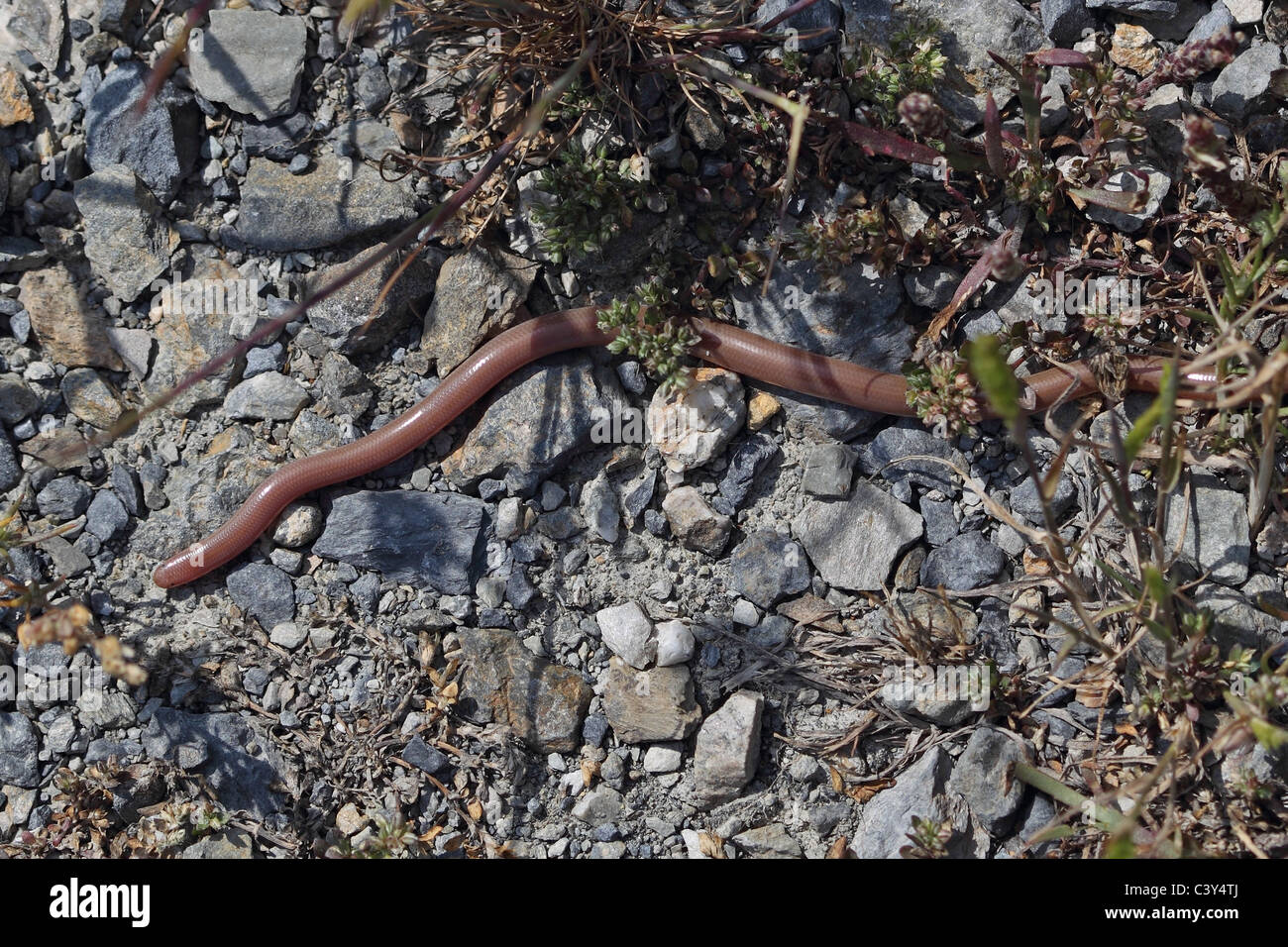 Wurm Schlange (Blödmann Vermicularis) Stockfoto