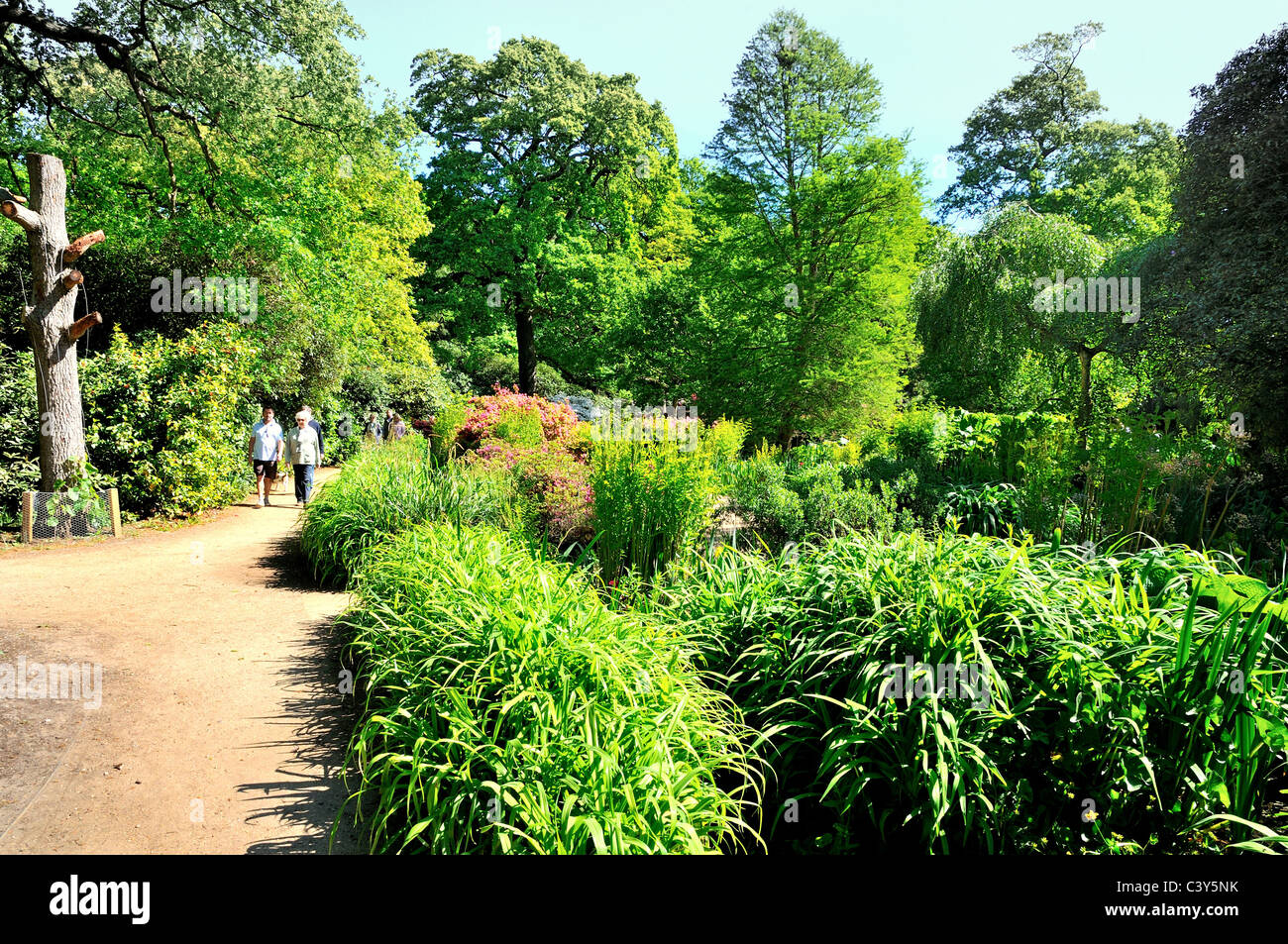 Isabella Plantation, Richmond Park Surrey Stockfoto