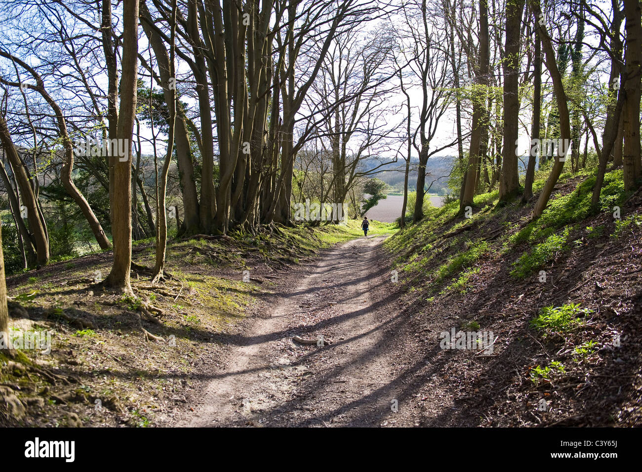 Einsame Gestalt zu Fuß entlang einer Wald Spur auf der South Downs, West Sussex, UK Stockfoto