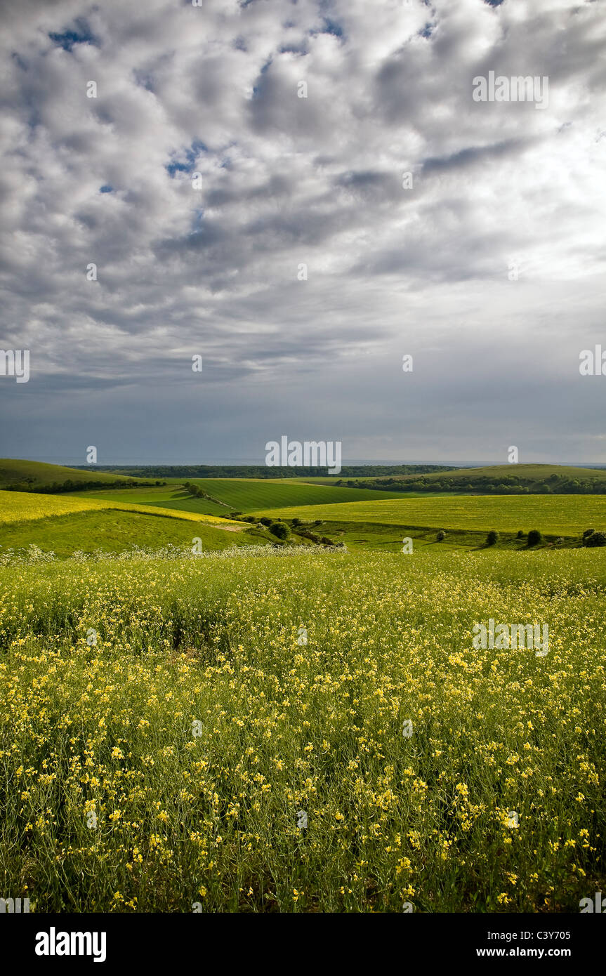 Harrow Hill aus der South Downs Way, West Sussex, UK Stockfoto
