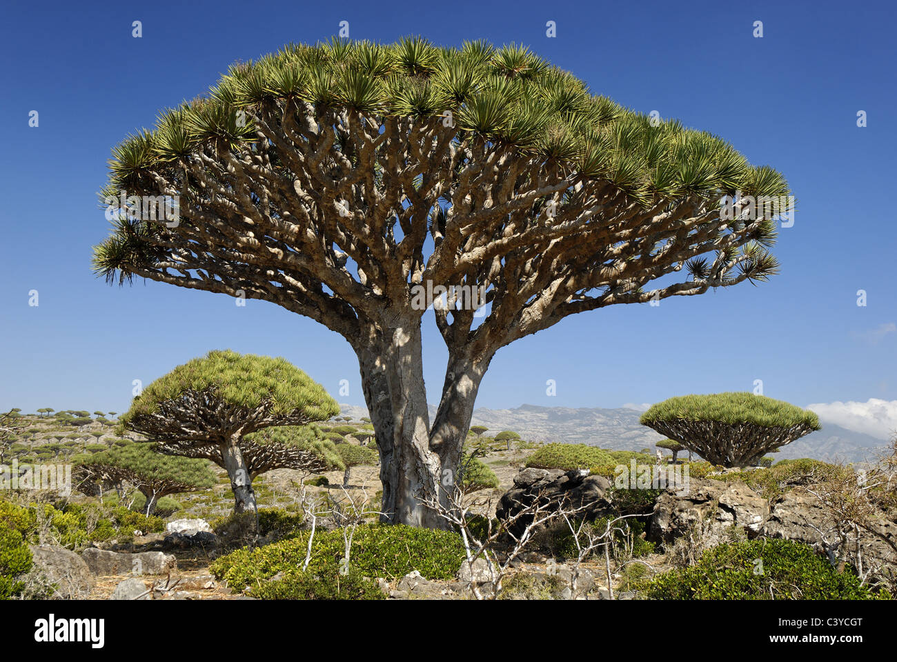 Der Drachenbaum, Blut Drachenbaum, Dracaena Cinnabari, Insel Sokotra,  UNESCO-Weltkulturerbe, Arabien, Arabische, Baum, Bume Stockfotografie -  Alamy