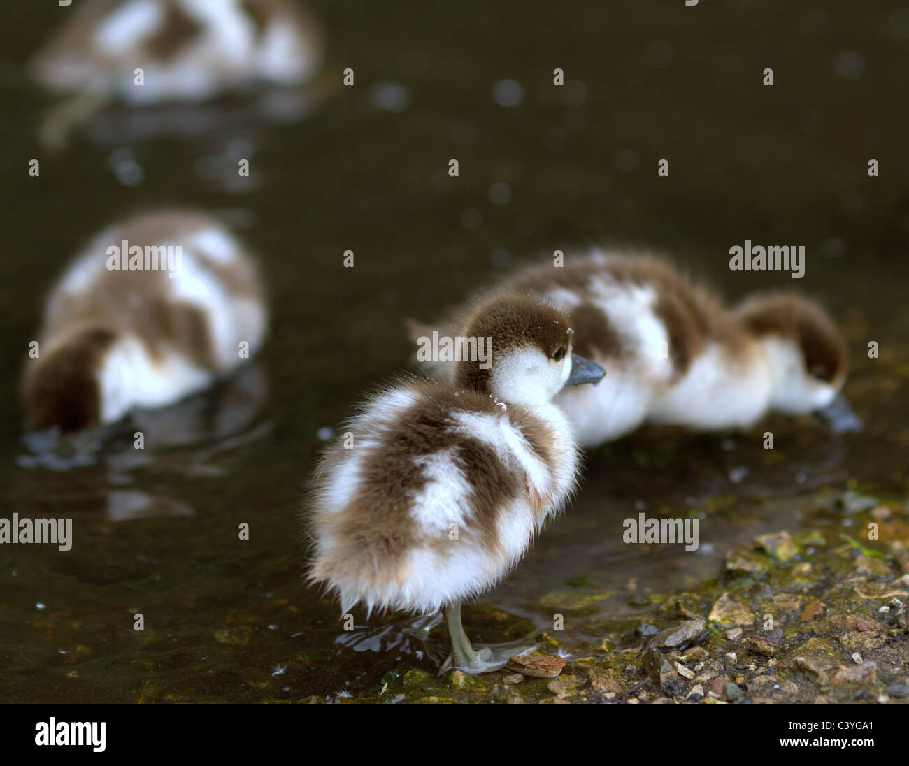 Blumen und wild lebenden Vogelarten. Stockfoto