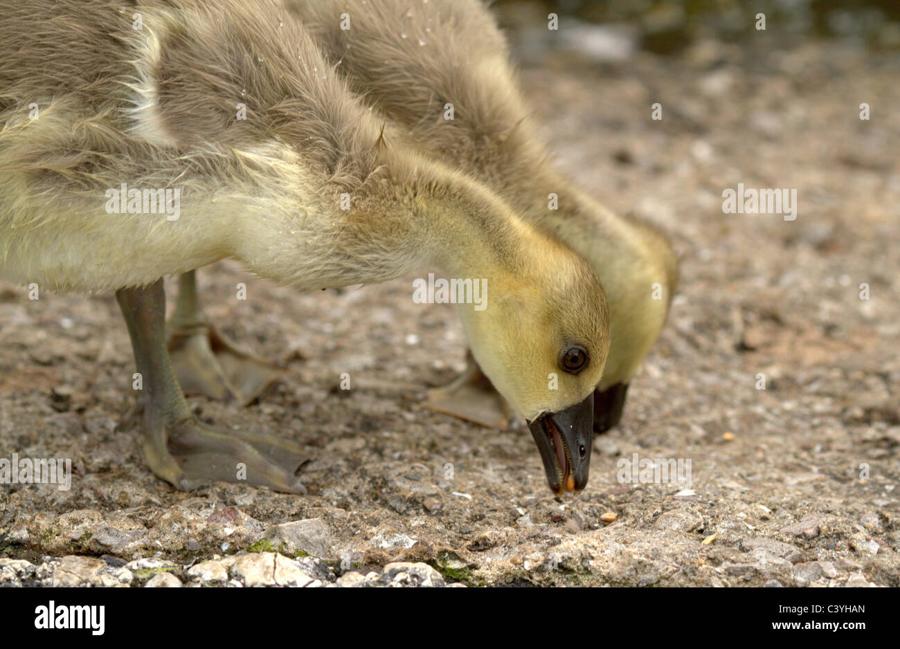 Blumen und wild lebenden Vogelarten. Stockfoto