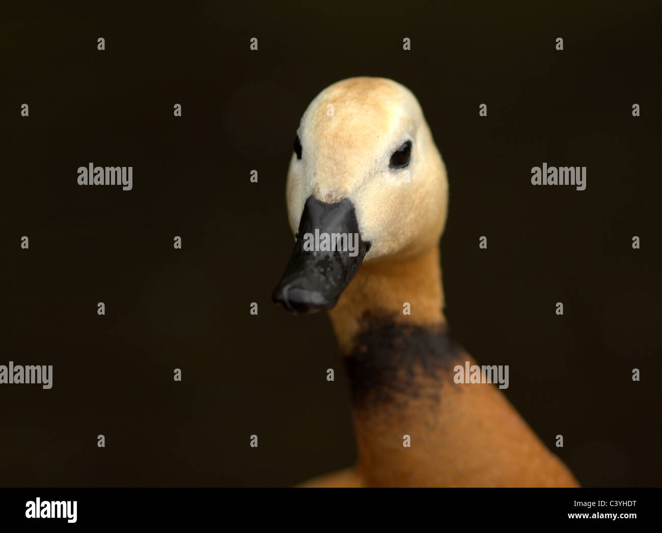 Blumen und wild lebenden Vogelarten. Stockfoto