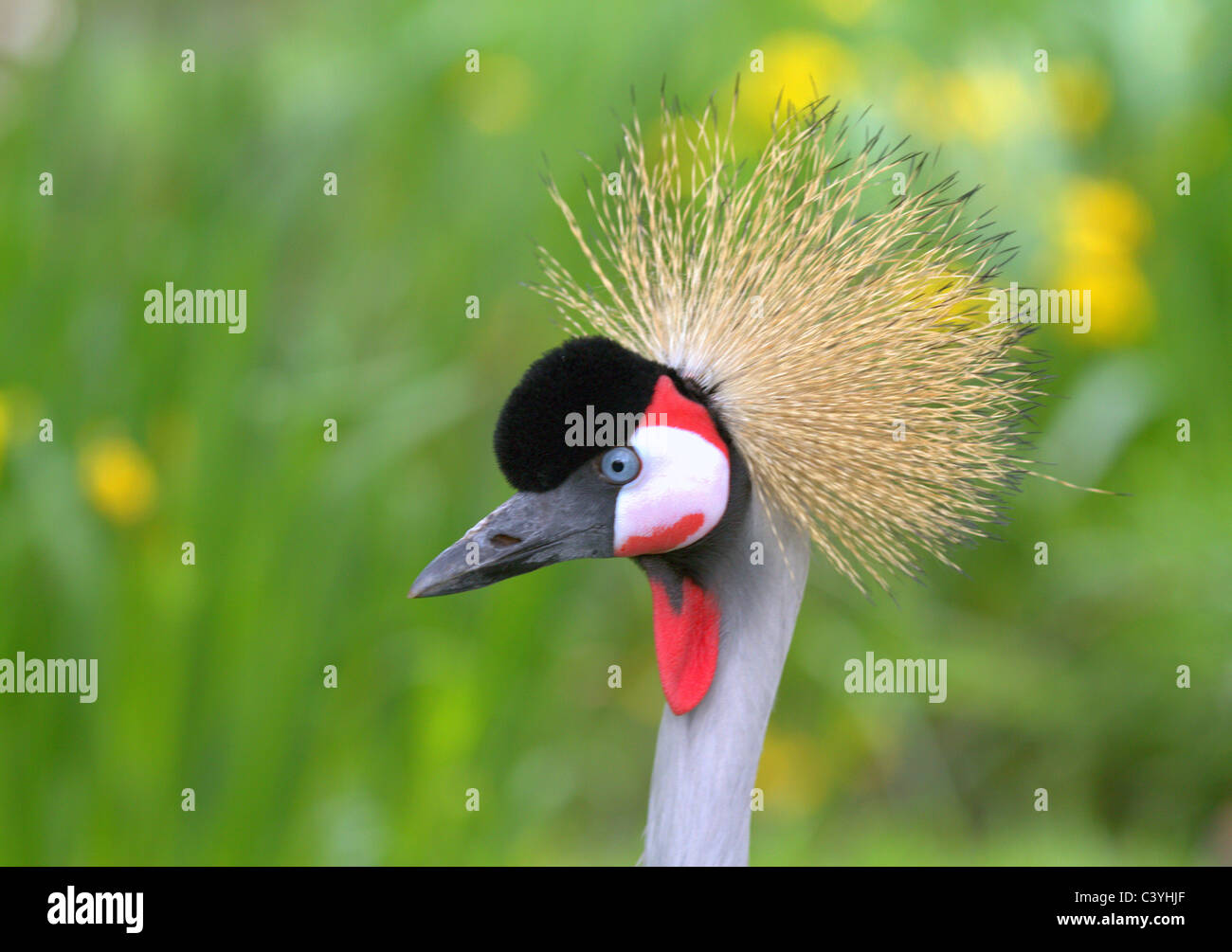 Blumen und wild lebenden Vogelarten. Stockfoto