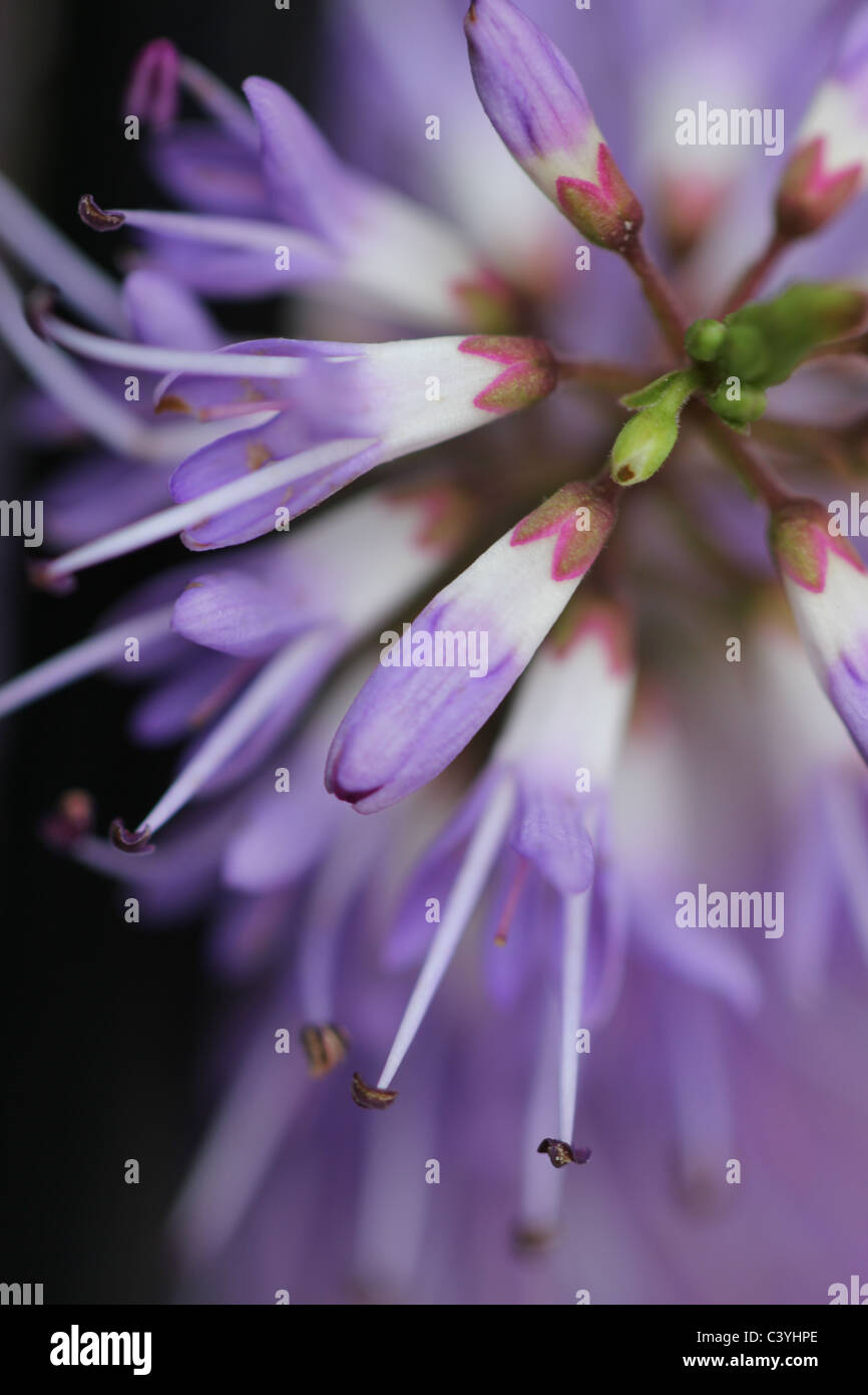 Lavendel Blume Stockfoto