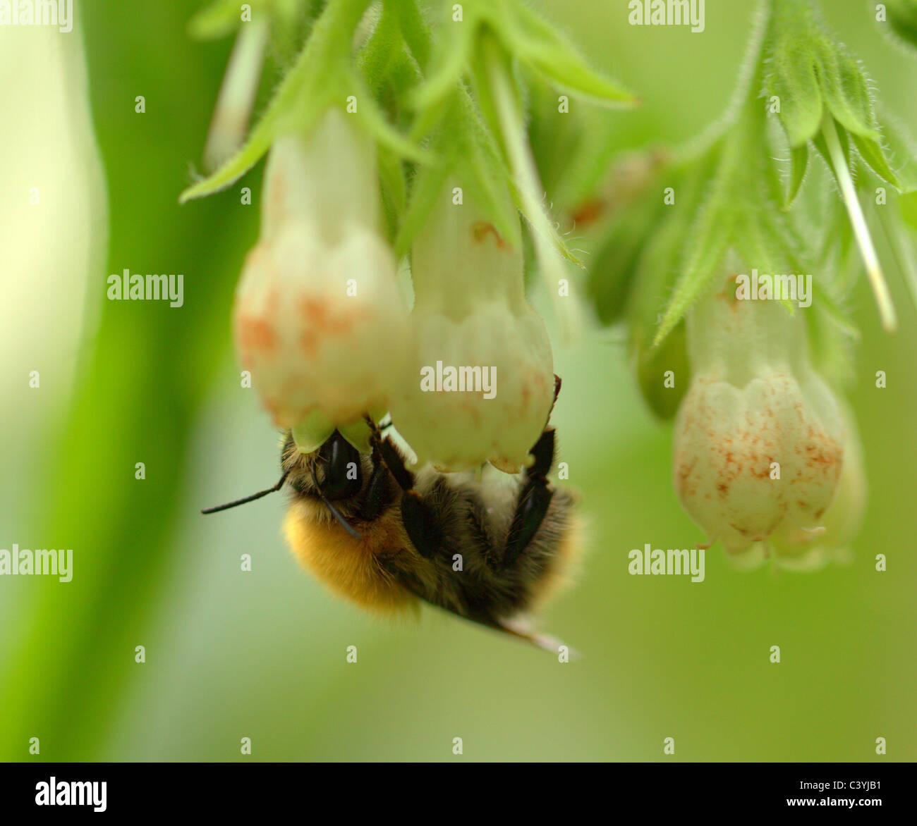Wilde Vögel Gänse Kraniche Enten Stockfoto