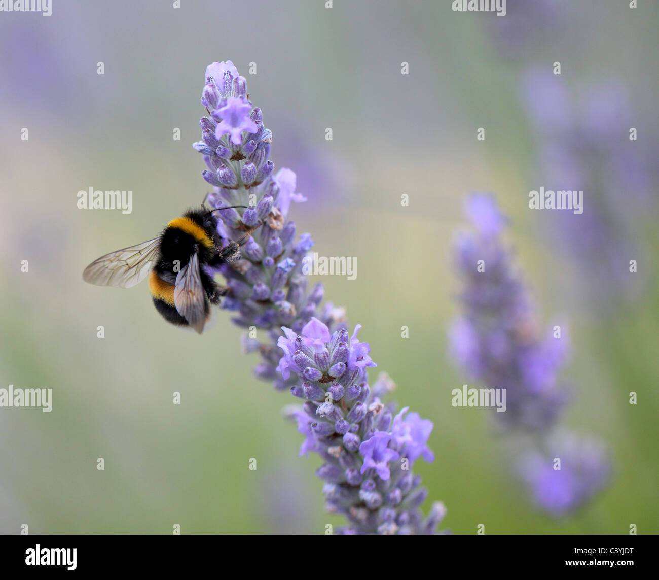 Blumen und wild lebenden Vogelarten. Stockfoto