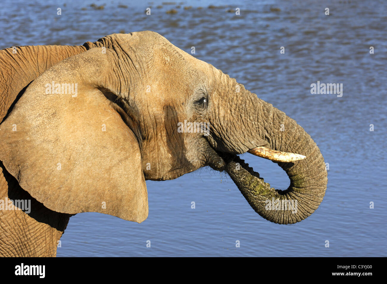 Afrikanische Elefanten an einer Wasserstelle zu trinken Stockfoto