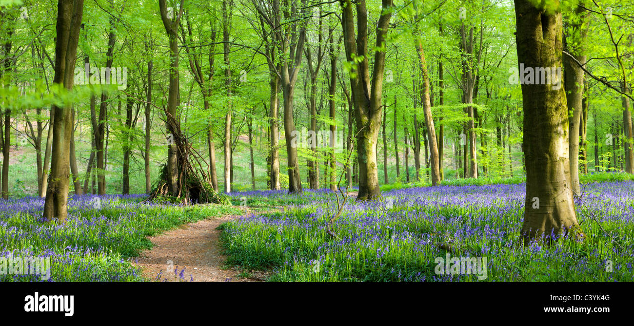 Buchenwälder und Teppiche von Glockenblumen, West Woods, Marlborough, Wiltshire, England. Frühjahr 2009 (Mai). Stockfoto