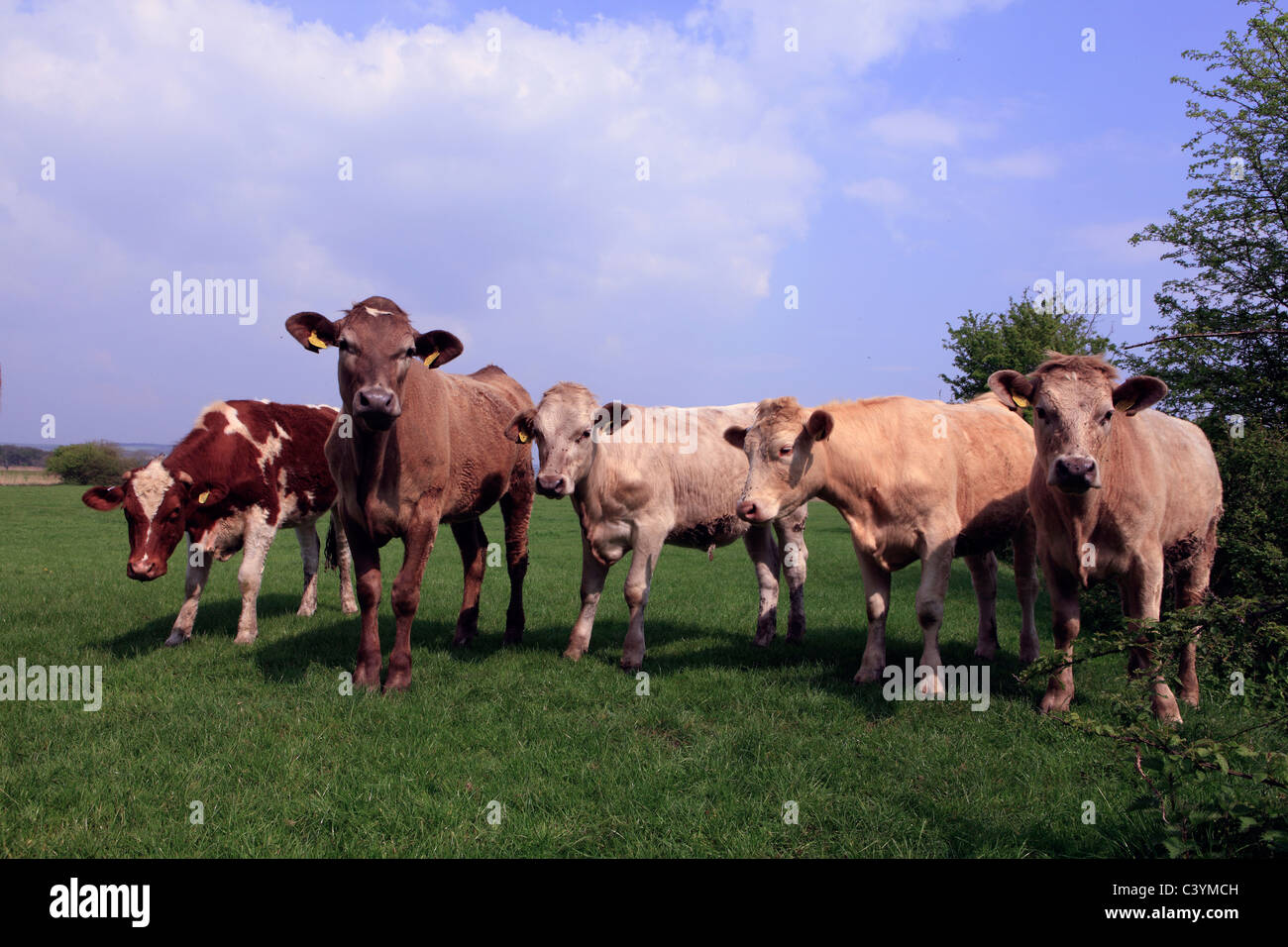 Vereinigtes Königreich West Sussex Arundel braune Kühe in einem Feld Stockfoto