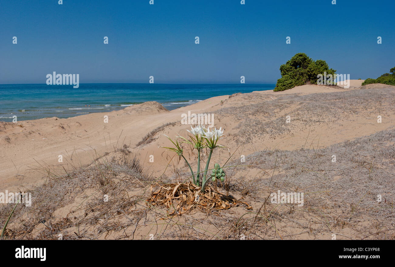 Dünen, Issos Beach, Agios Georgios, Corfu, Europa, Griechenland, Landschaft, Blumen, Sommer, Strand, Meer, Stockfoto