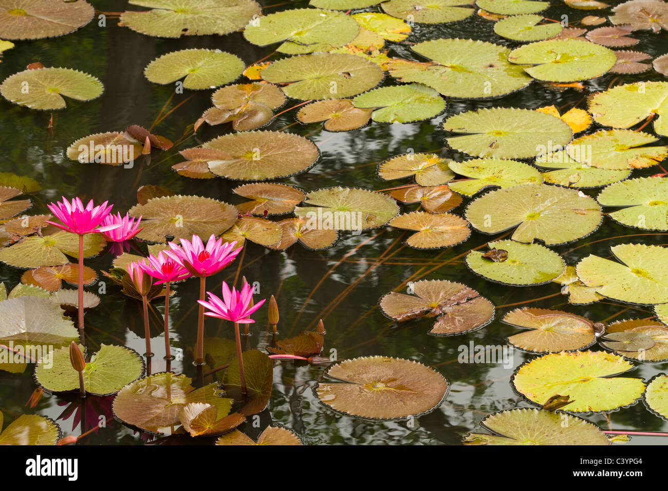 Rosa Seerose und Blätter Schwimmen im Teich, thailand Stockfoto