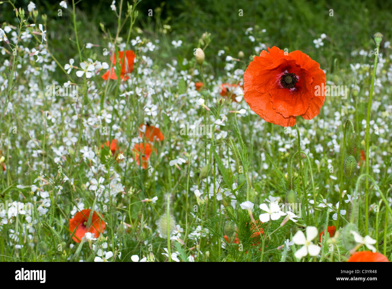 Sommerwiese, Feld Mohn Stockfoto