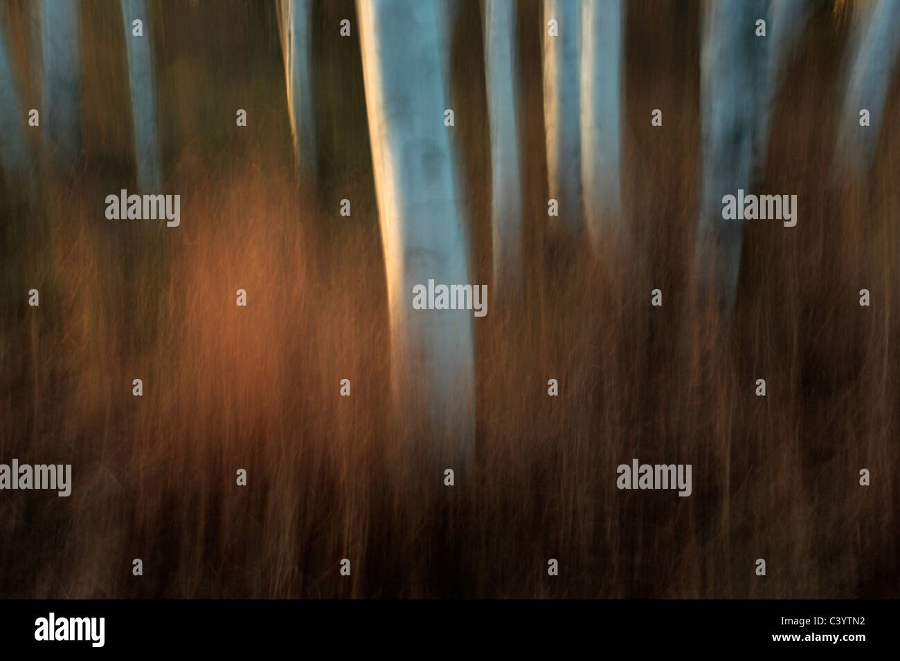Absichtliche Kamerabewegung sorgt für eine künstlerische Darstellung eines Standes von Herbst Birken bei Sonnenuntergang Stockfoto