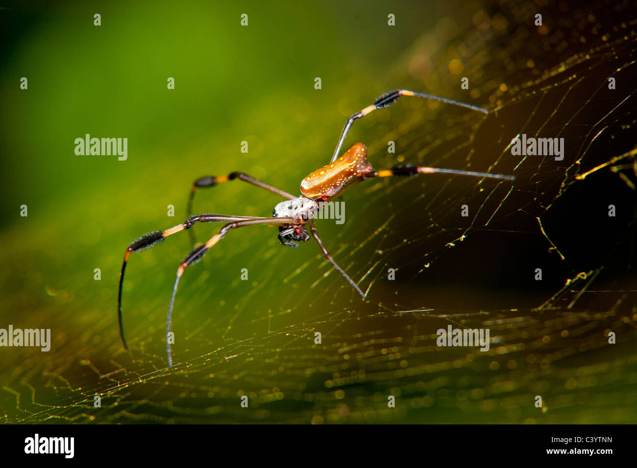 Weibliche Golden Orb Weaver Spider im web Stockfoto