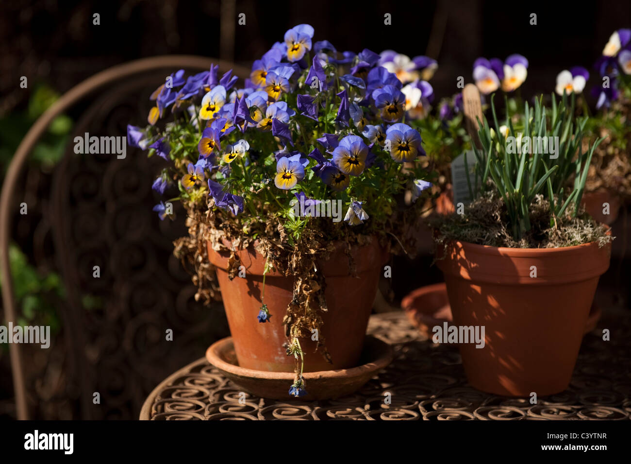 Viola 'Peach Jump Up"in einem Terrakotta-Topf Stockfoto