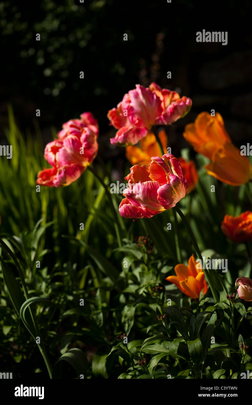 Tulipa 'Apricot Parrot' in voller Blüte Stockfoto