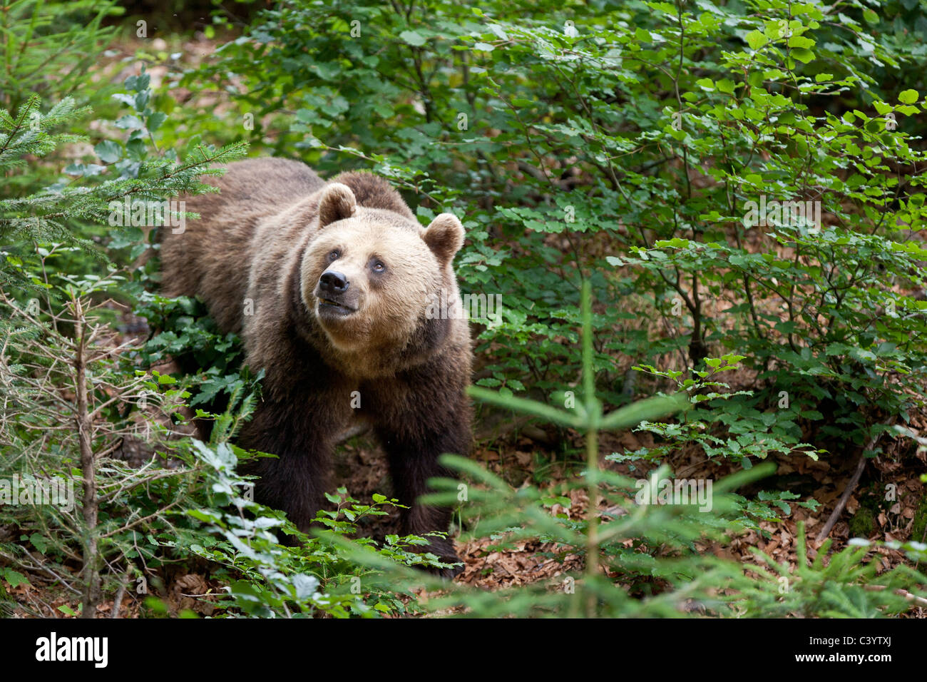 Captive europäischer Braunbär, fotografiert in Deutschland. Stockfoto