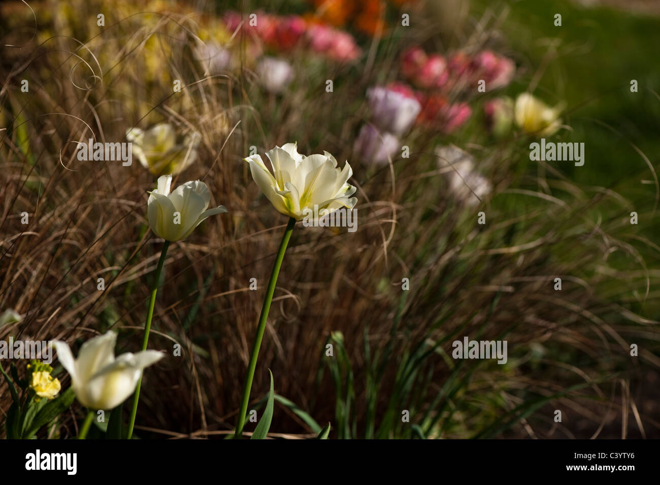 Tulipa 'Spring Green' mit Carex comans Bronze im Hintergrund Stockfoto