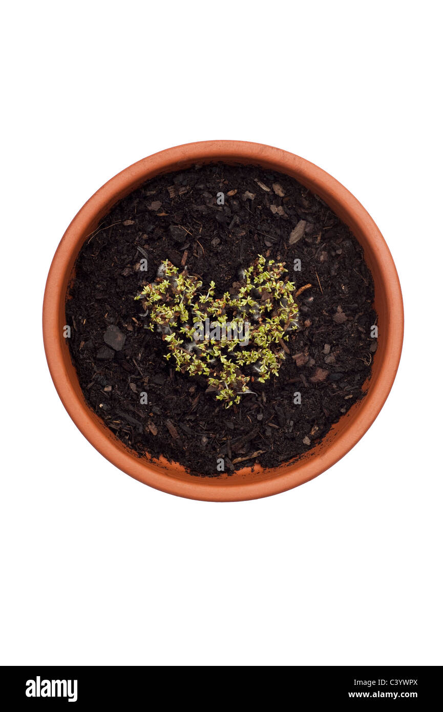 Kresse, Lepidium Sativum, wächst in der Form eines Herzens gewellt Stockfoto