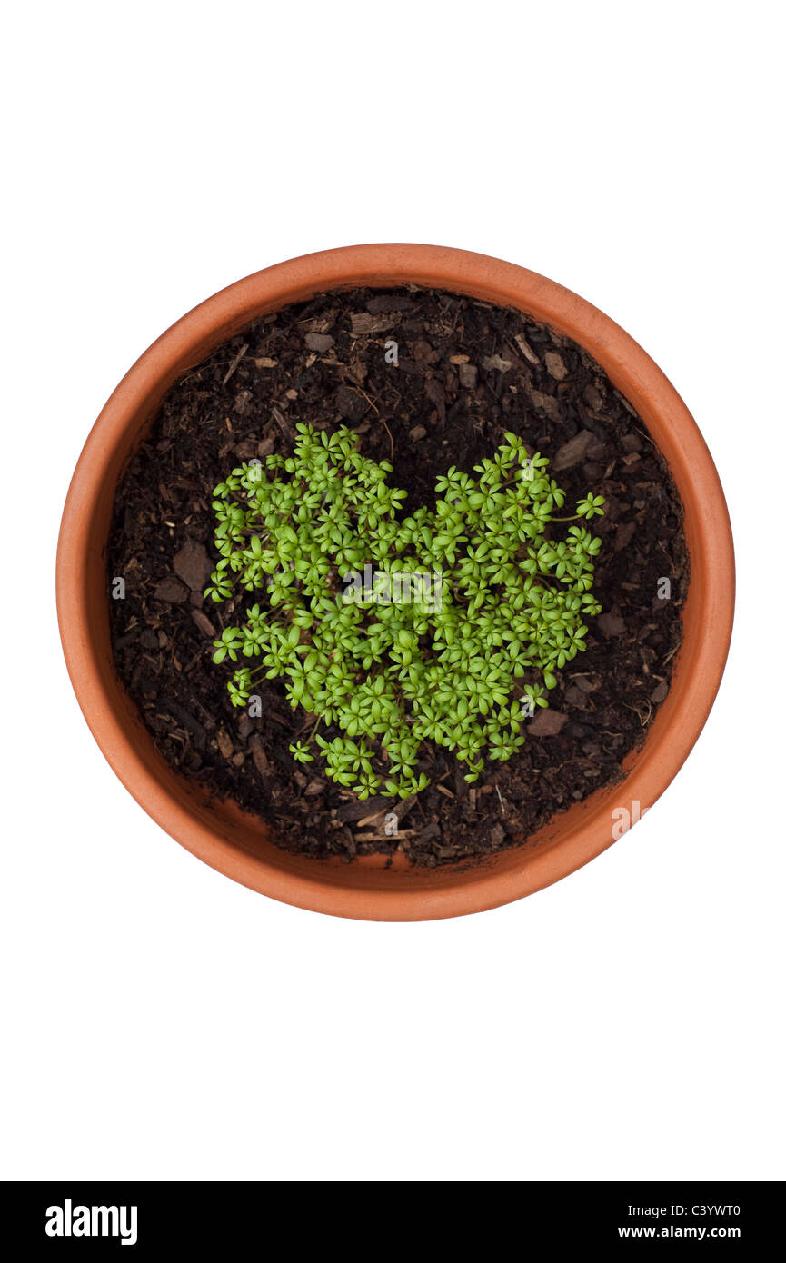 Kresse, Lepidium Sativum, wächst in der Form eines Herzens gewellt Stockfoto