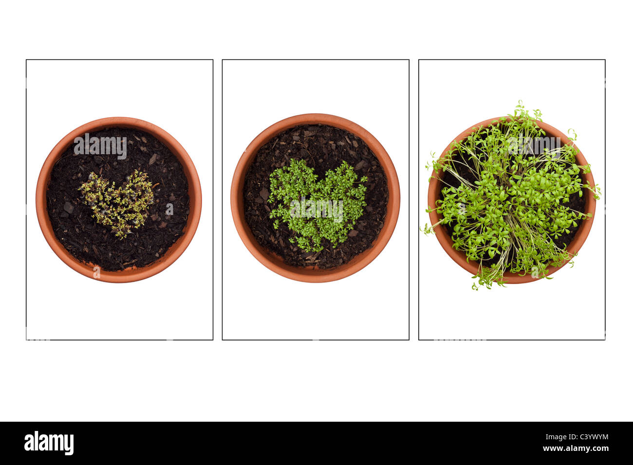 Fünf Tage Wachstum Krause Kresse Lepidium sativum Stockfoto