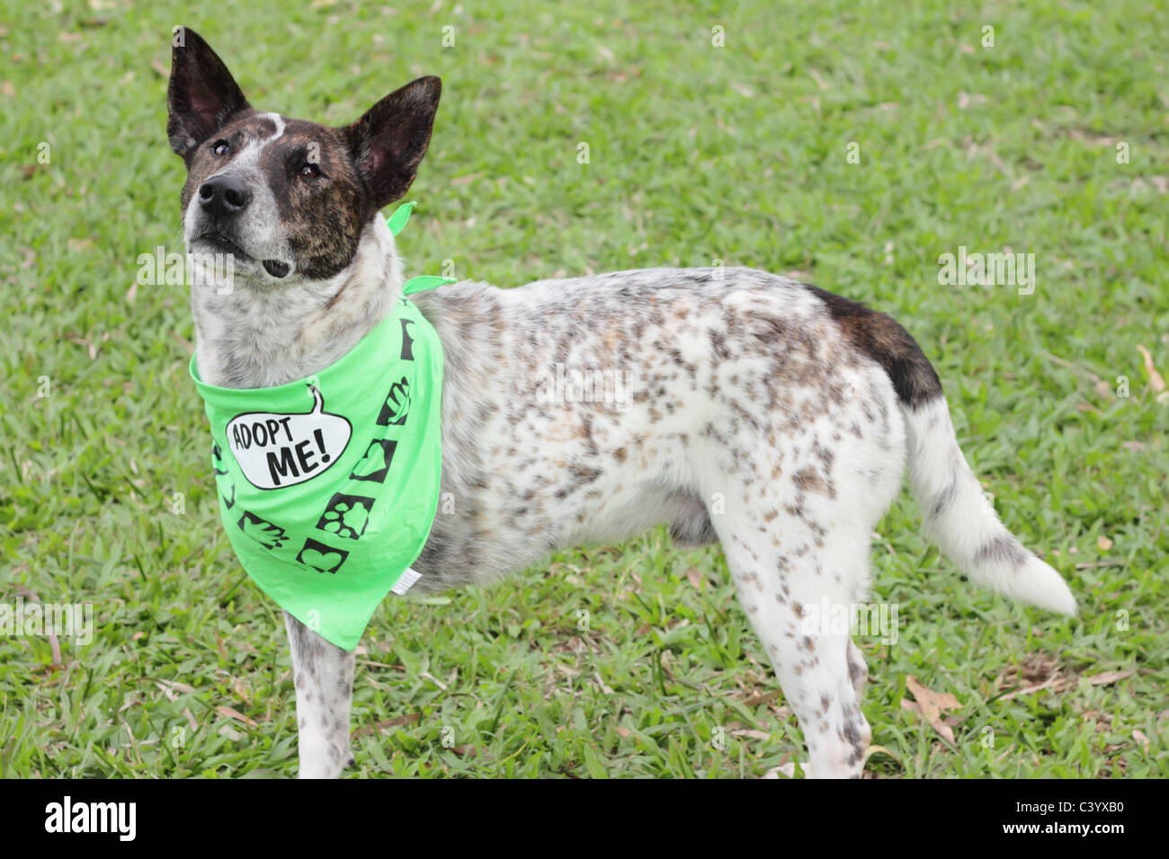 Behinderte Hunde zur Adoption Stockfoto