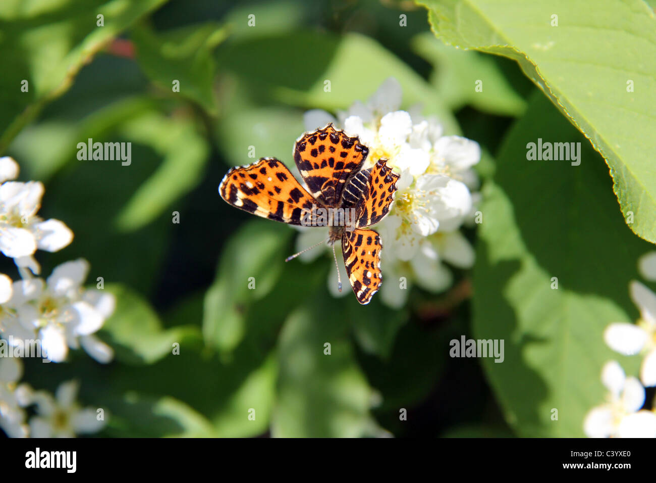 Schmetterling, Araschnia Levana auf Vogel-Kirsche Blumen Karte Stockfoto