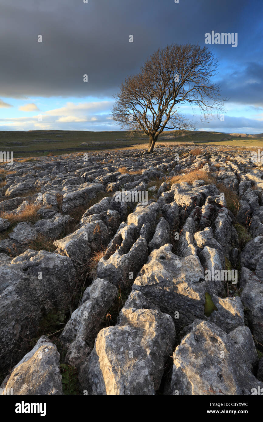 Ein einsamer Weißdorn Baum wächst aus dem Kalkstein Pflaster von Malham Lings über Malham in der Yorkshire Dales of England Stockfoto