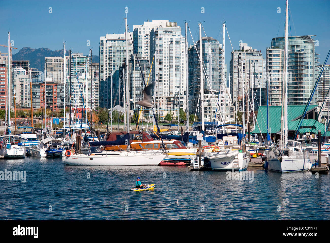 Möwe fliegt vor Yachten im Hafen mit Yaletown Türme hinter, Vancouver, BC Stockfoto