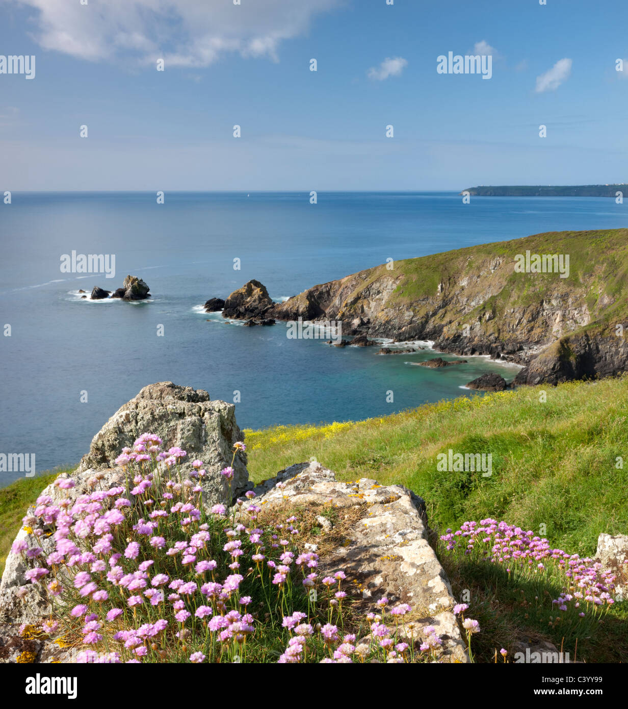 Meer Sparsamkeit (Armeria Maritima) wächst auf Felsen über Carrick Luz Landzunge, Lizard Halbinsel Cornwall. Frühjahr (Mai) 2011. Stockfoto