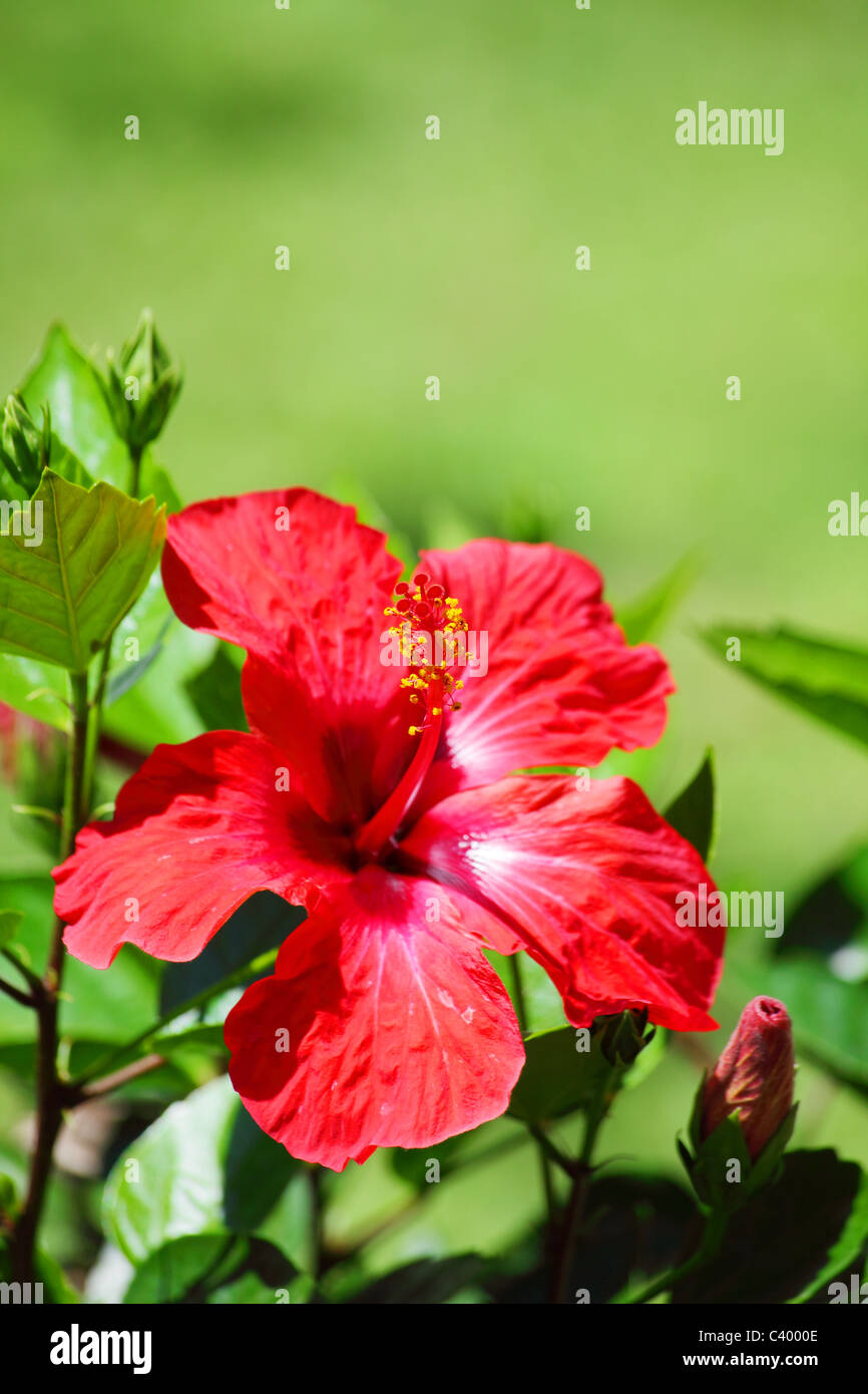 Rote Blume Stockfoto