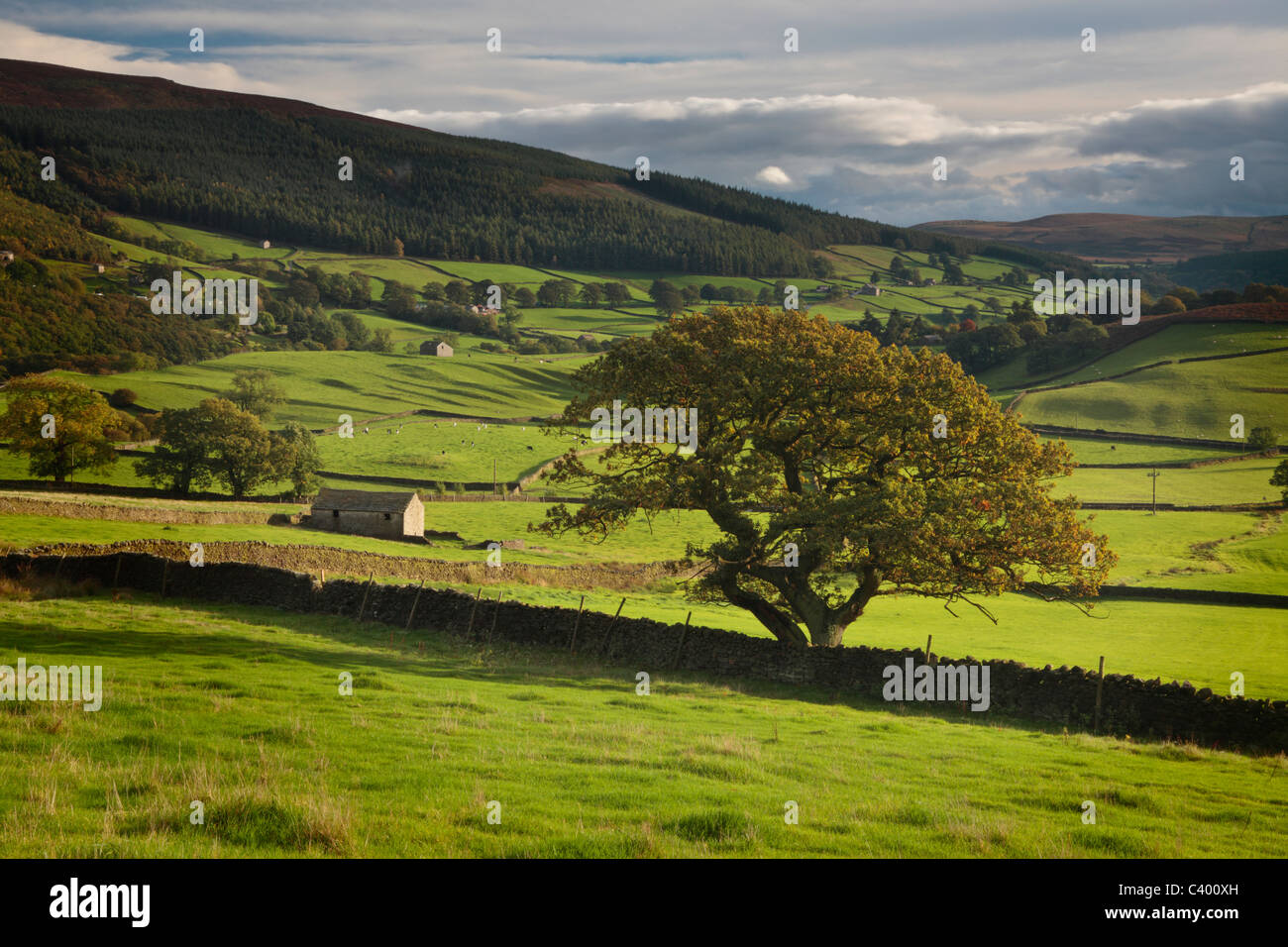 Klassischen Yorkshire Landschaft wie in Wharfedale in der Nähe von Howgill in der Yorkshire Dales of England gesehen Stockfoto