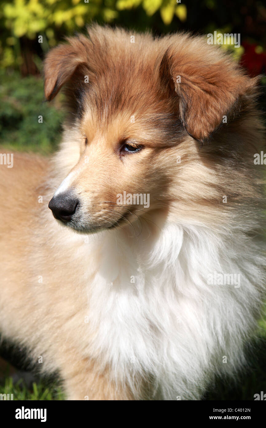 Rough Collie Welpen Stockfoto