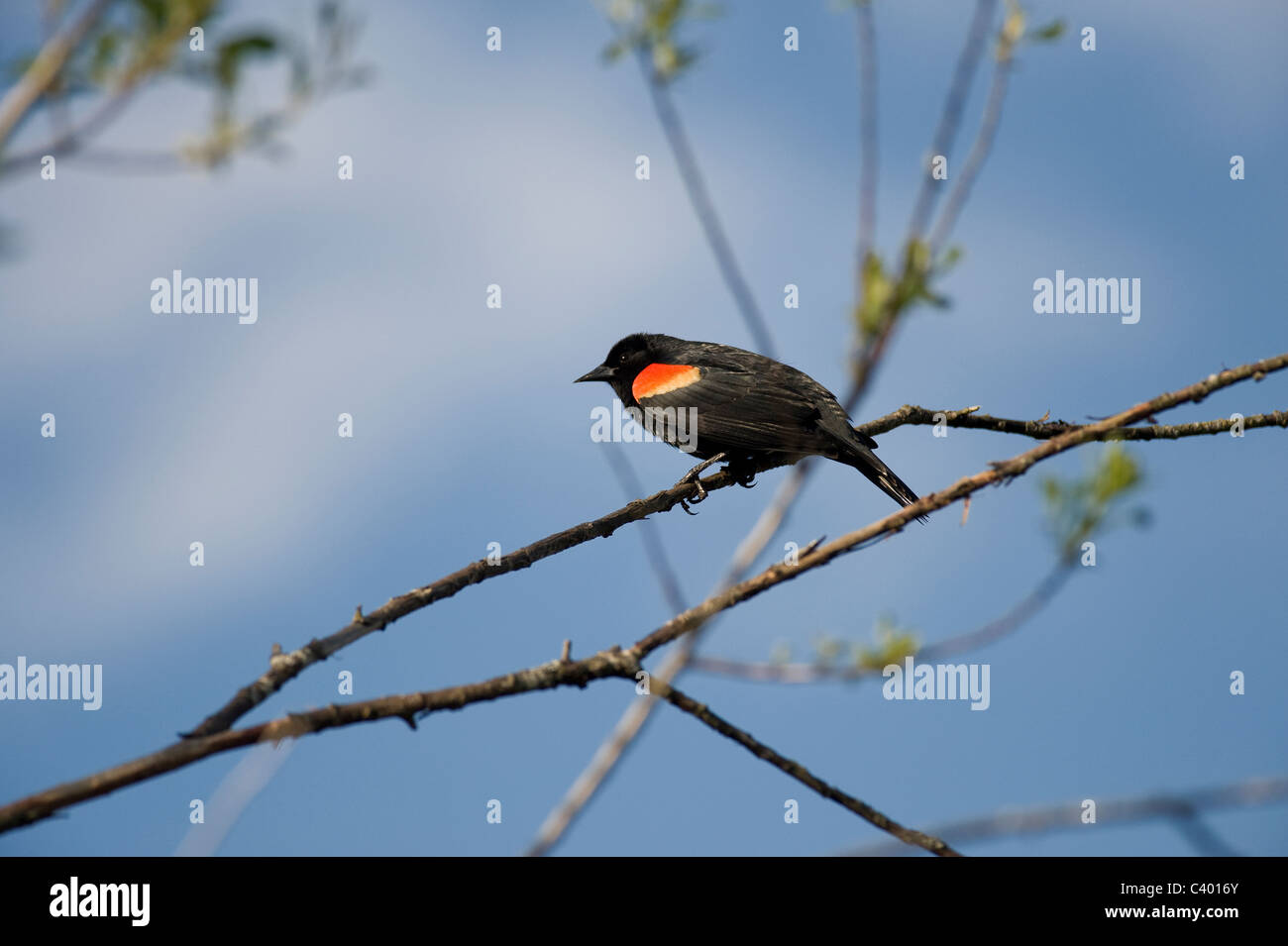 Schwarzer Vogel sitzt auf dem Baum Stockfoto