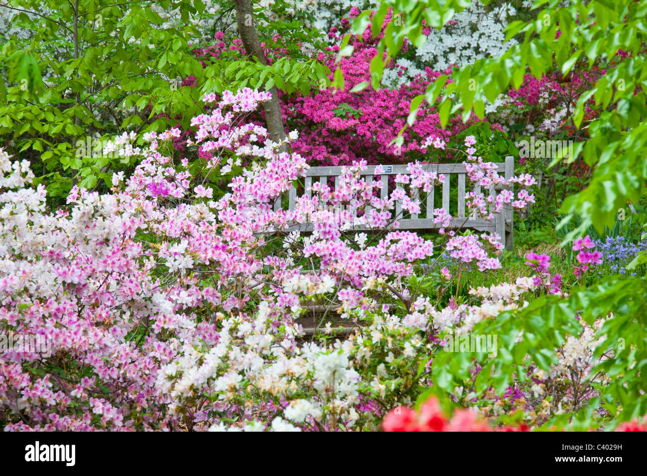 Azalee an der U.S. National Arboretum, Washington DC Stockfoto