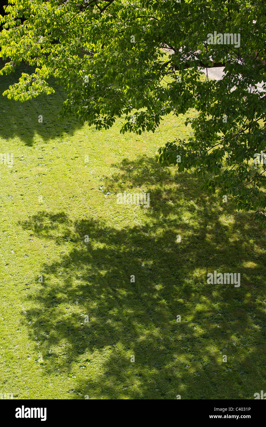 Schatten von einem ausgewachsenen Baum im Sommer an der Seite eines Pfades Stockfoto