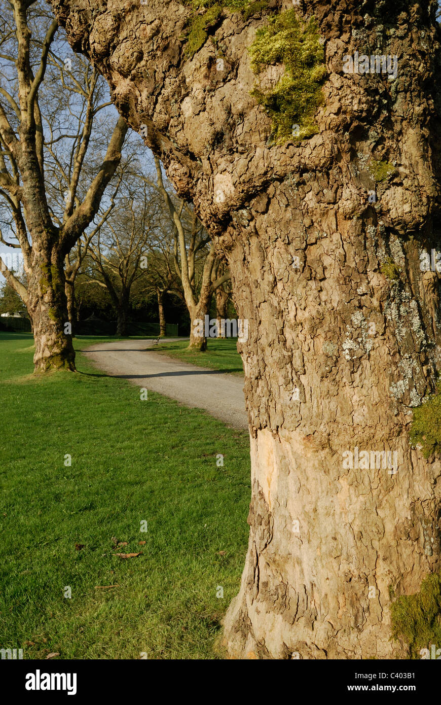 Nahaufnahme des Rumpfes einer Ahornblättrige Platane oder Hybrid-Ebene, mit anderen im Hintergrund. Stockfoto