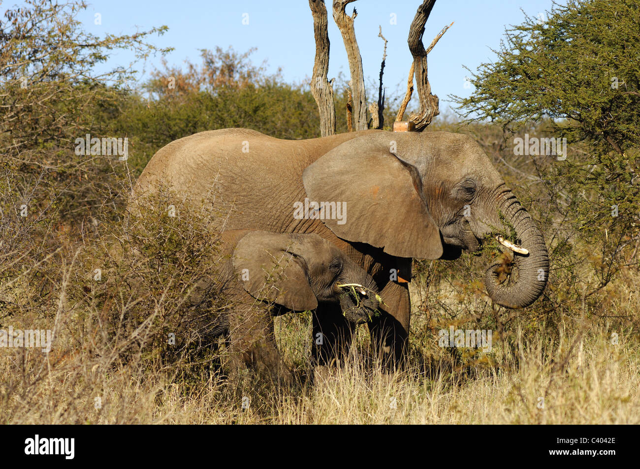 Afrikanischer Elefant mit Kind Stockfoto