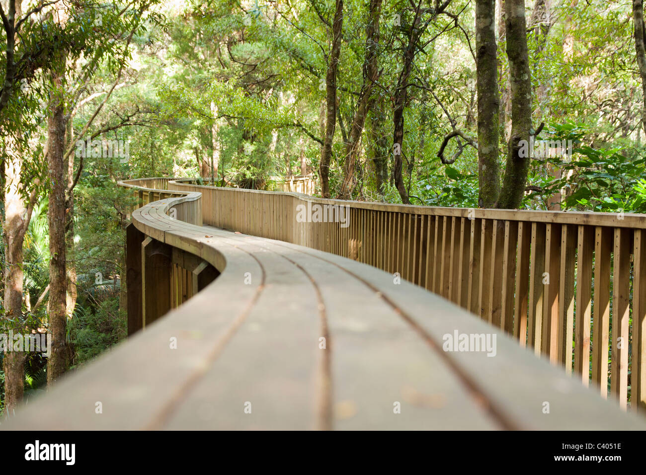 Wald-Fußgängerbrücke. Whangarei, Neuseeland. Stockfoto