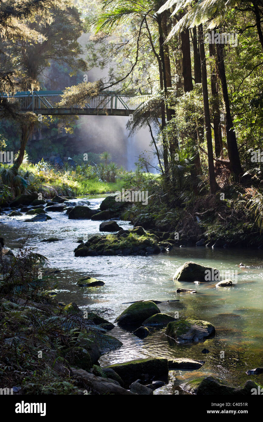 Whangarei Wald. Whangarei, Neuseeland. Stockfoto