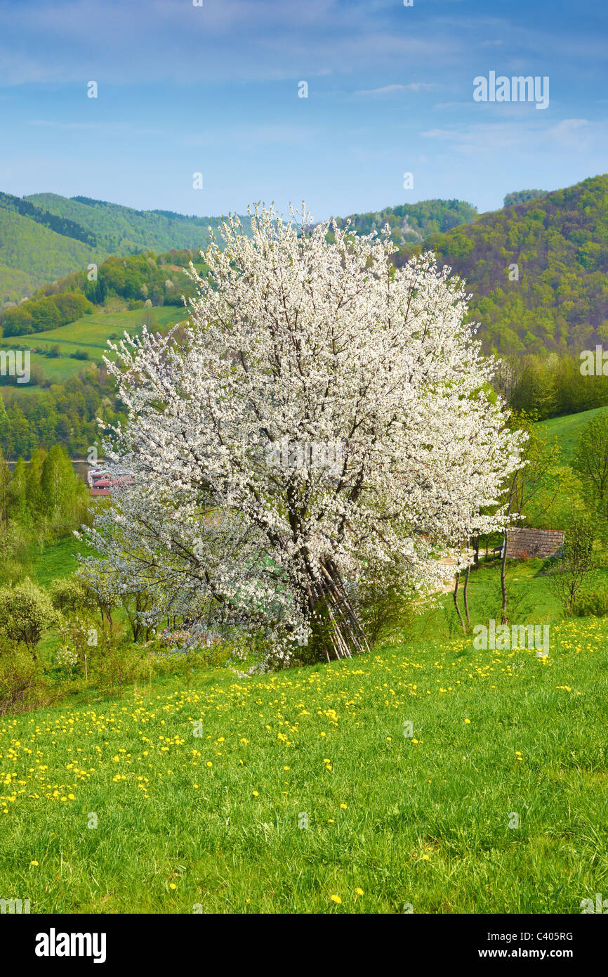 Blühender Baum, Frühling in die Beskiden, Polen Stockfoto