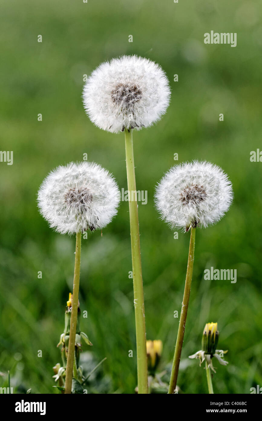 Löwenzahn, Taraxacum Officinale. drei Samenköpfe, Midlands, April 2011 Stockfoto