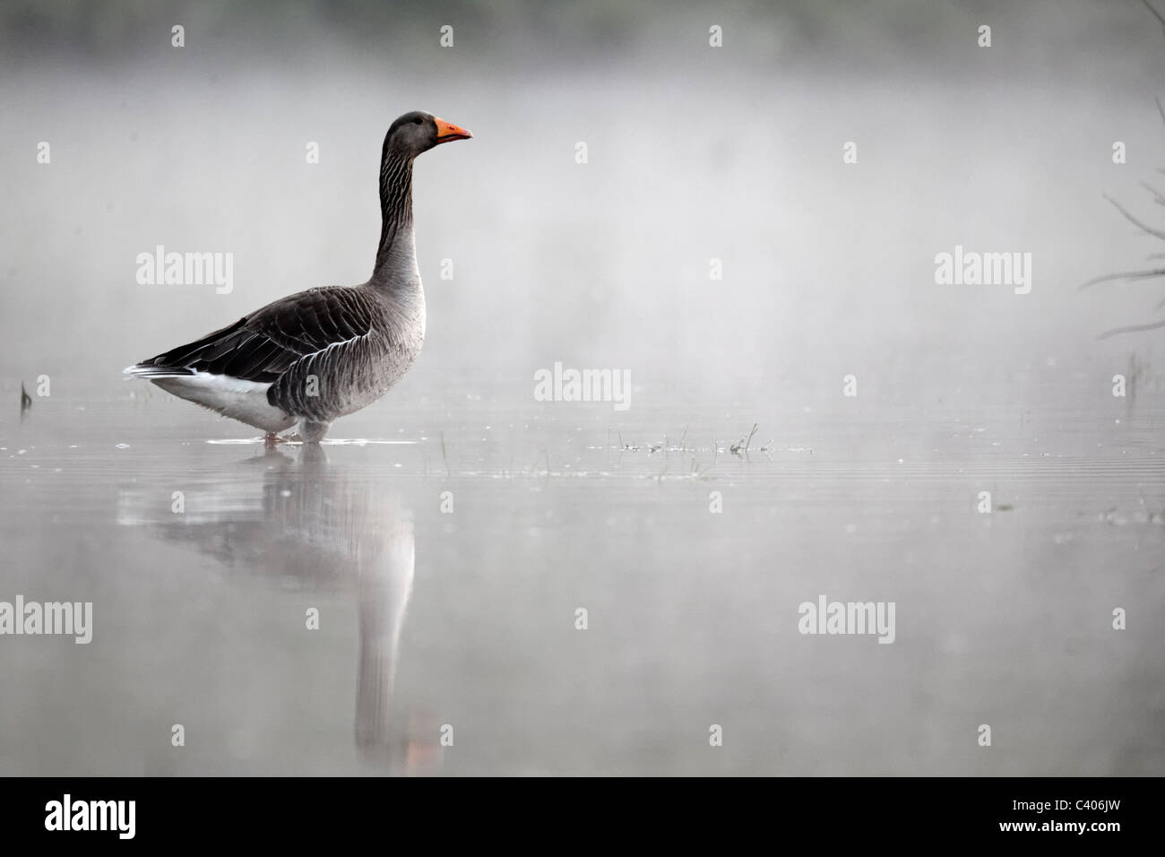 Graugans Anser Anser, einziger Vogel auf dem Wasser im Nebel, Midlands, April 2011 Stockfoto