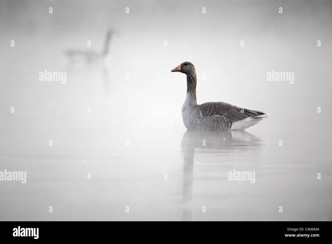 Graugans Anser Anser, einziger Vogel auf dem Wasser im Nebel, Midlands, April 2011 Stockfoto