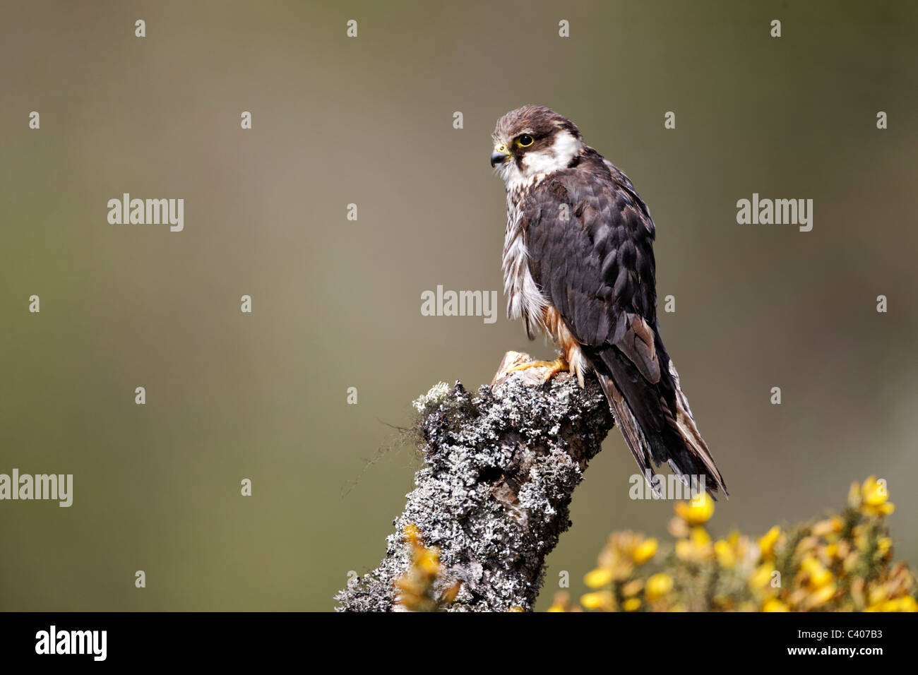 Hobby, Falco Subbuteo, einzigen Gefangenen Vogel auf Zweig, Midlands, April 2011 Stockfoto