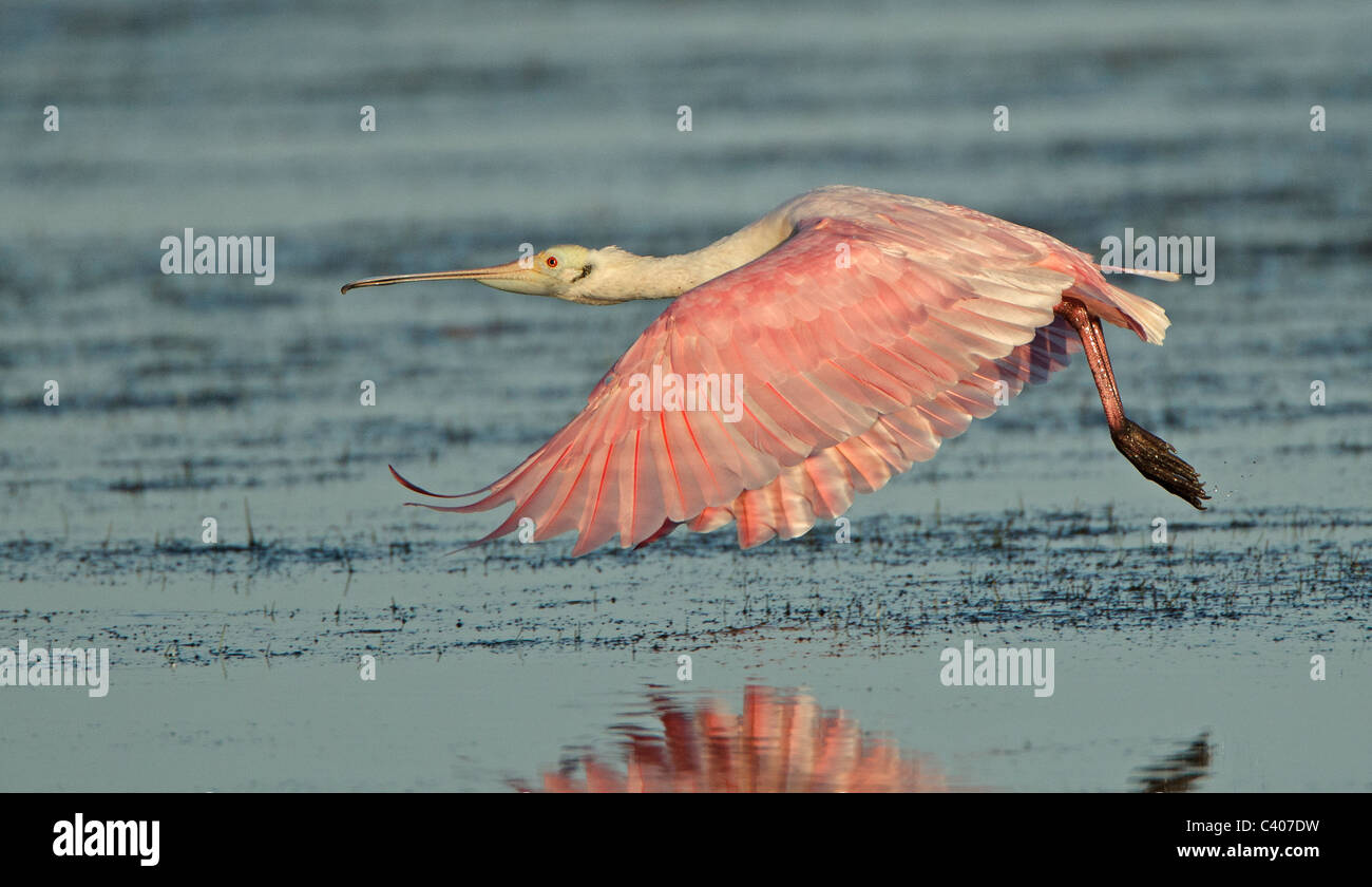 Niedrig fliegende rosige Löffler, Ding Darling Naturschutzgebiet, Florida. Stockfoto