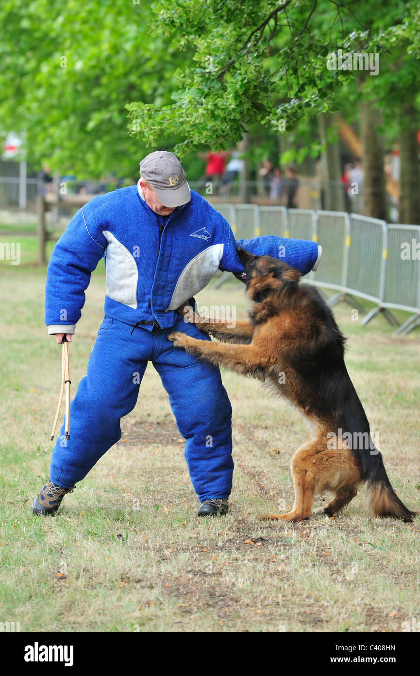 Ausbildung von militärischen Angriff Hund mit Mann im Schutzanzug der belgischen Armee bei Leopoldsburg, Belgien Stockfoto